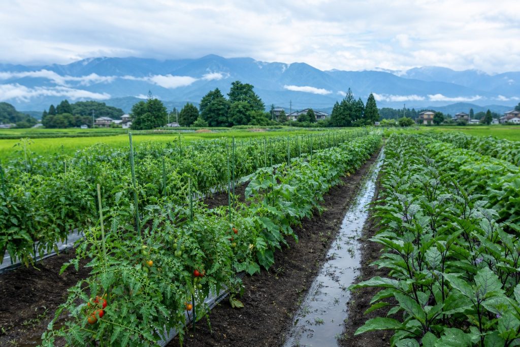 山田農園の畑